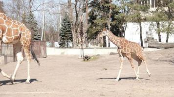 The Family of Giraffes on a walk in the Zoo run around and eating Leaves video