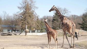 a família de girafas em uma caminhada no zoológico corre e come folhas