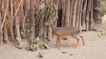 antílope dicdyk come comida no zoológico video