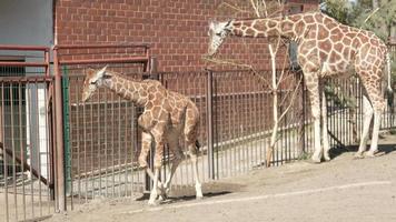 la familia de jirafas en un paseo por el zoológico corre y come hojas video