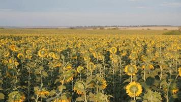 Sonnenblumenfeld mit Himmel. ukraine sonniger tag