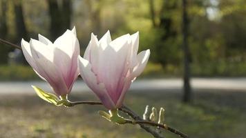 Magnolia blossomed in a spring Park, People walking and riding Bikes video