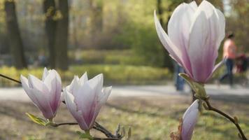 magnolia floreció en un parque primaveral, gente caminando y montando en bicicleta video