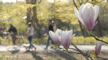magnolia sbocciata in un parco primaverile, gente che cammina e va in bicicletta video