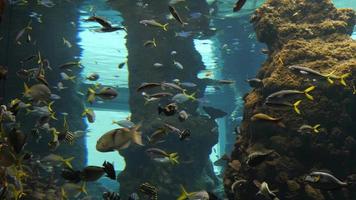 peces del lago africano nadando detrás del cristal en el acuario video