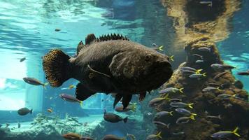 pesci di lago africani che nuotano dietro il vetro in acquario video