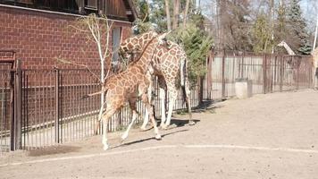 la famille de girafes en promenade dans le zoo court et mange des feuilles video