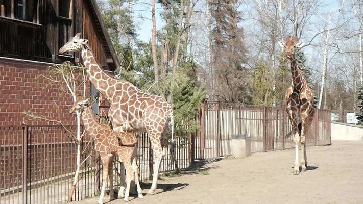 動物園影片