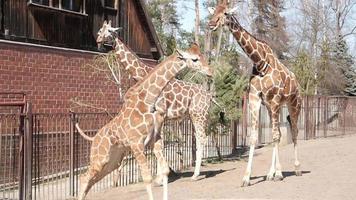 la famille de girafes en promenade dans le zoo court et mange des feuilles video