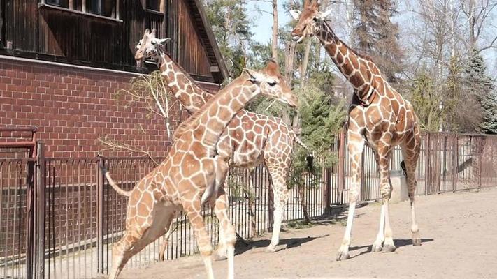 動物園影片