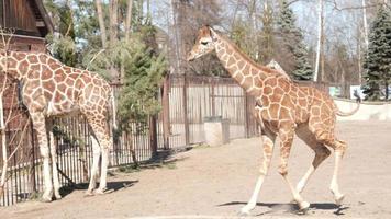 la familia de jirafas en un paseo por el zoológico corre y come hojas video