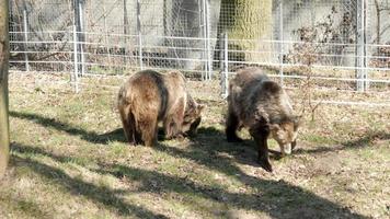The brown bears at Spring Sunny Day lazily walk at the Ground