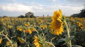 Sonnenblumenfeld mit Himmel. ukraine sonniger tag