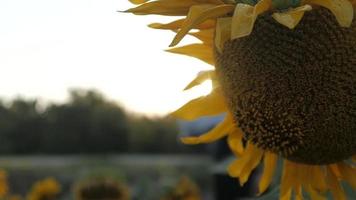 fält av solrosor med himmel. solig dag i Ukraina video