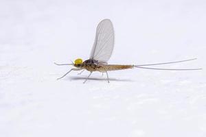 Adult Male Mayfly Insect photo