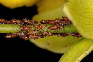 Treehopper Nymphs Insects photo