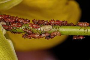 Treehopper Nymphs Insects photo