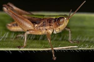 Adult Stridulating Slant-faced Grasshopper photo