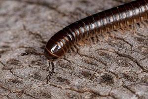 Adult Common Brown Millipede photo