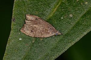 Adult Olethreutine Leafroller Moth photo