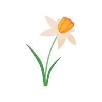 Cartoon narcissus flower isolated on white background. Vector illustration