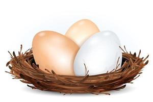 Nest with eggs vector