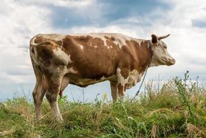 fotografía sobre el tema hermosa gran vaca lechera foto