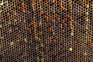 Honeycomb from bee hive filled with golden honey photo