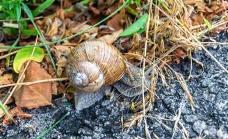 Big garden snail in shell crawling on wet road photo