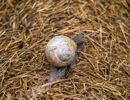 Big garden snail in shell crawling on wet road photo