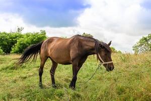 Beautiful wild brown horse stallion on summer flower meadow photo