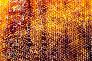 Honeycomb from bee hive filled with golden honey photo