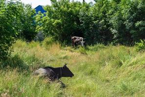 Photography on theme beautiful big milk cow photo