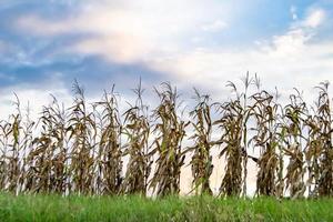 Photography to theme large beautiful harvest corn photo