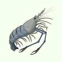 Vector hand drawn create design, Giant freshwater prawn, shrimp, Cartoon outline on soft background.