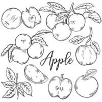 Apples sketch hand drawn set vector