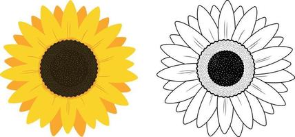 Sunflower Illustration on White  background, Free Vector