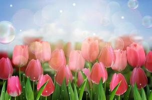Pink tulips flowers in the garden vector