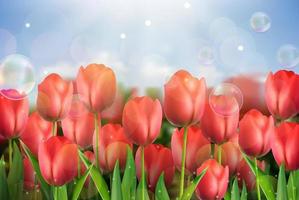 flores de tulipanes rojos en el jardín vector