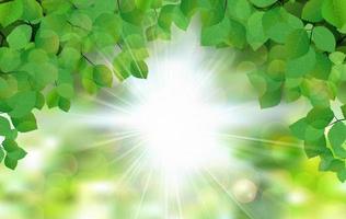 Summer fresh leaf green leaves with sun rays. vector illustration