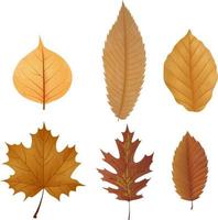 Illustration of leaves dried collection vector
