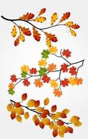 Autumn leaves on white background vector