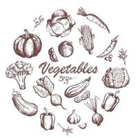 Sketch vegetables set. Vintage hand drawn garden vegetable collection. pumpkin. tomato, carrot, cabbage, zucchini, pepper, cauliflower, beet vector set.