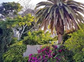 Beautiful South African garden with palm trees, Claremont, Cape Town. photo