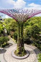 Futuristic Gardens by the Bay and Supertree Grove in Singapore. photo