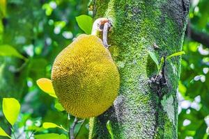 Jackfruit growing on jack tree in Rio de Janeiro Brazil. photo