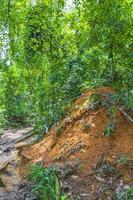 Ant and termite mound jungle forest Ilha Grande Brazil. photo