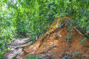 Ant and termite mound jungle forest Ilha Grande Brazil. photo