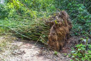 Overturned uprooted bamboo trees jungle forest Ilha Grande Brazil. photo