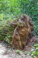 Overturned uprooted bamboo trees jungle forest Ilha Grande Brazil. photo